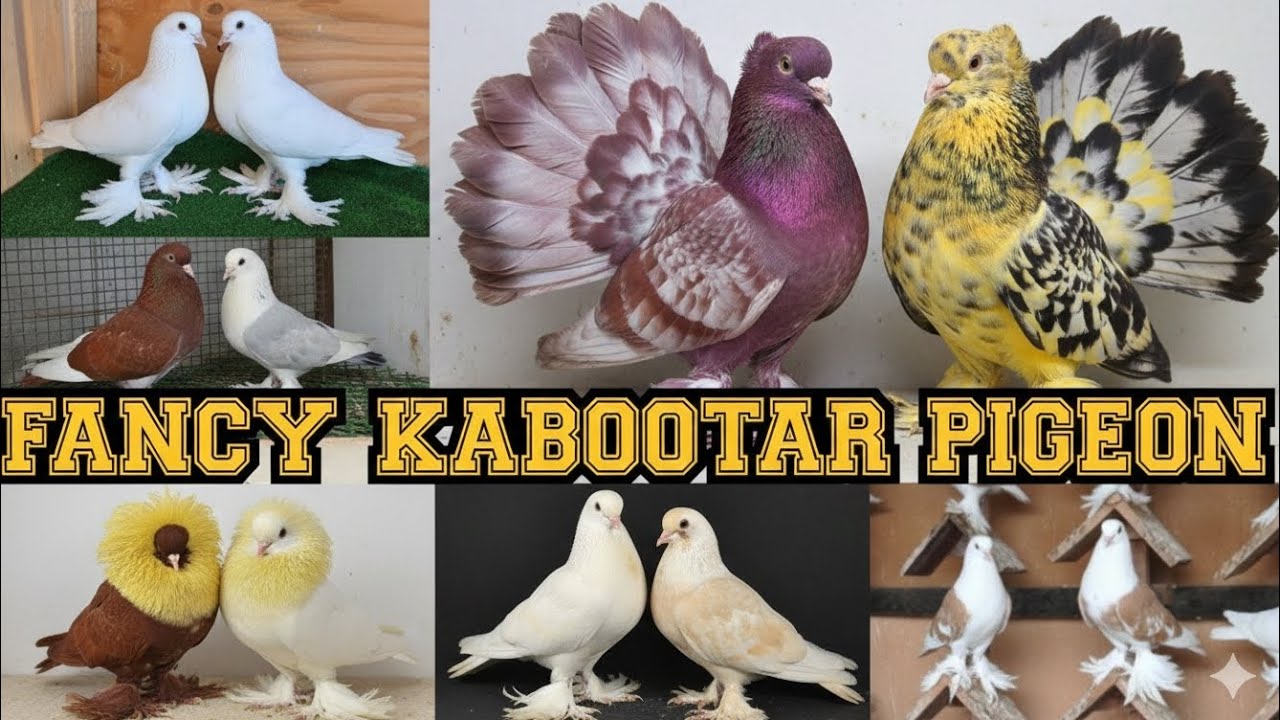 FANCY MAGPIE POUTER || KABOOTAR PIGEON FANTAIL MUKHI || SIRAJI 😍 FOR SALE 😍 M.9265125007