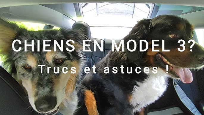 🔥 TOP 3 : Meilleure Protection Coffre Voiture Chien 2024 