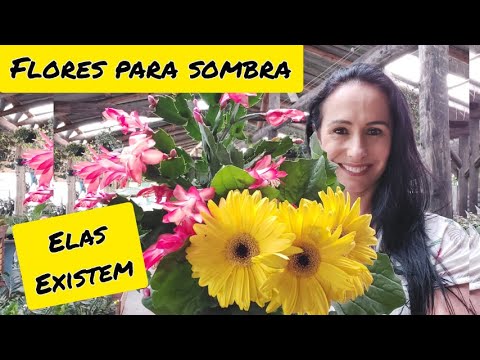 Vídeo: Plantas Com Flores Que Amam A Sombra