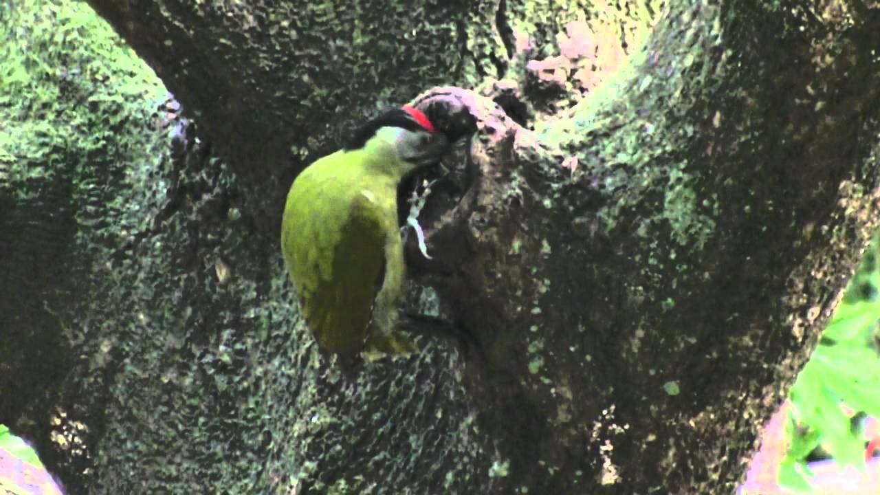 Grey-headed Woodpecker (Picus canus)