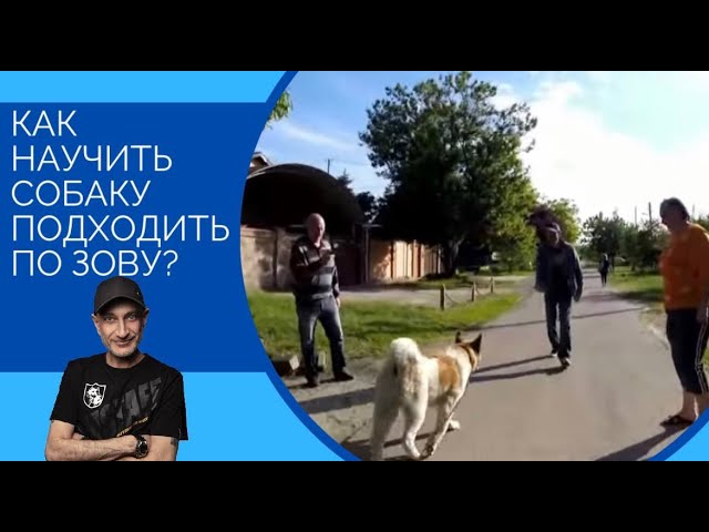 как приучить щенка ходить