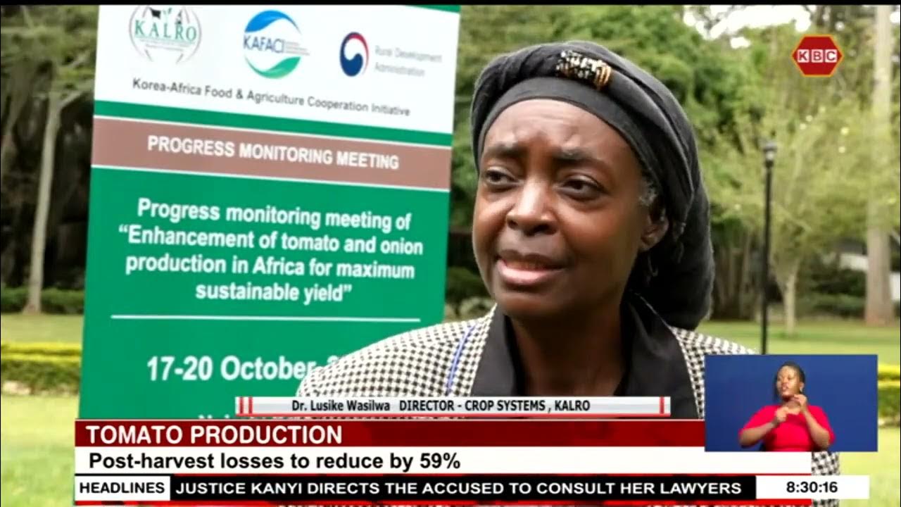 Kenya is anticipating an increase in Tomato Production from 10 to 60 Tones per acre YouTube