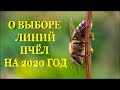 🐝 Мой выбор линий Карники и Бакфаста на 2020-й год 🐝