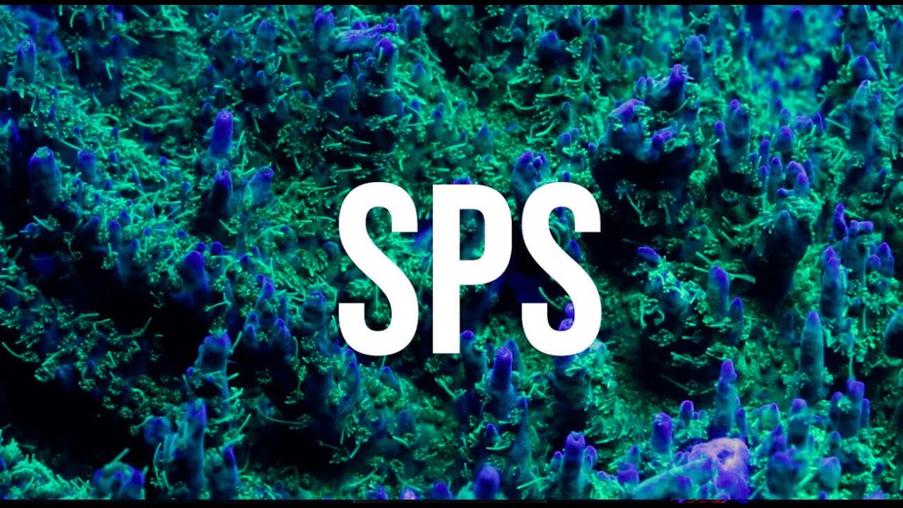 Les SPS une morphologie unique et coloré