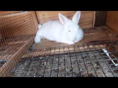 ყურის ქეცი და მისი მკურნალობა