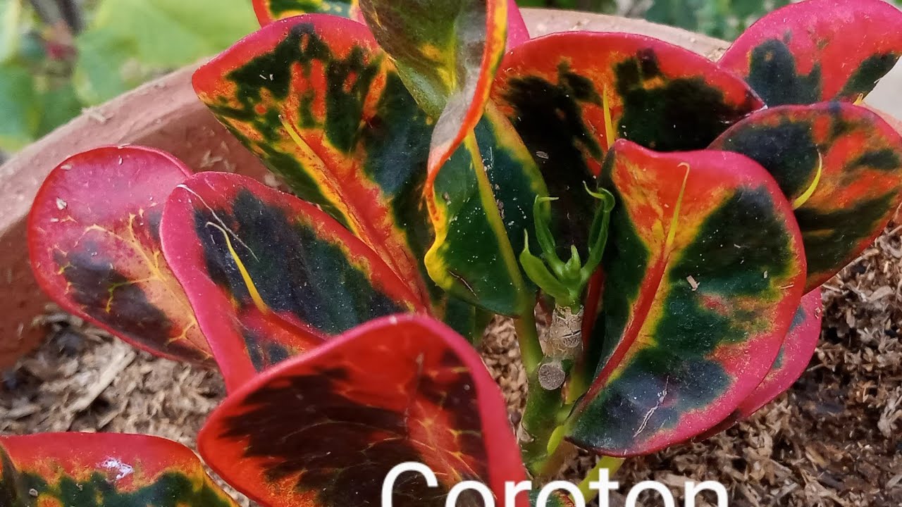 Crotons plants/multy colour leafy plants. Urdu Hindi) YouTube