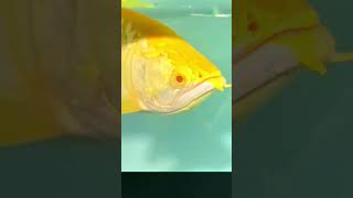 Mma Short Albino Den Crossback Arowana Monster Fish