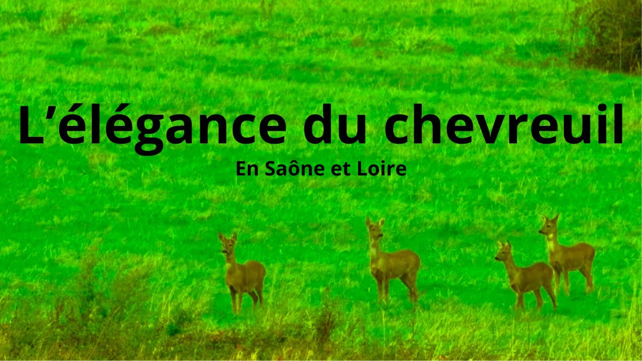 L'élégance du chevreuil de Saône et Loire