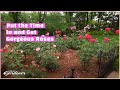 Rose Care for Hybrid Tea roses | Volunteer Gardener