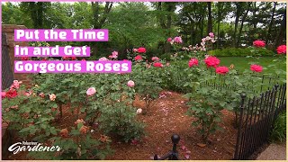 Rose Care for Hybrid Tea roses | Volunteer Gardener
