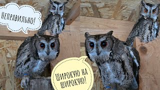 We Built A House For Flower Owls Its For The New Year