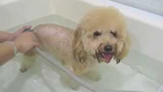 Nanobubble Bath @ Petopia