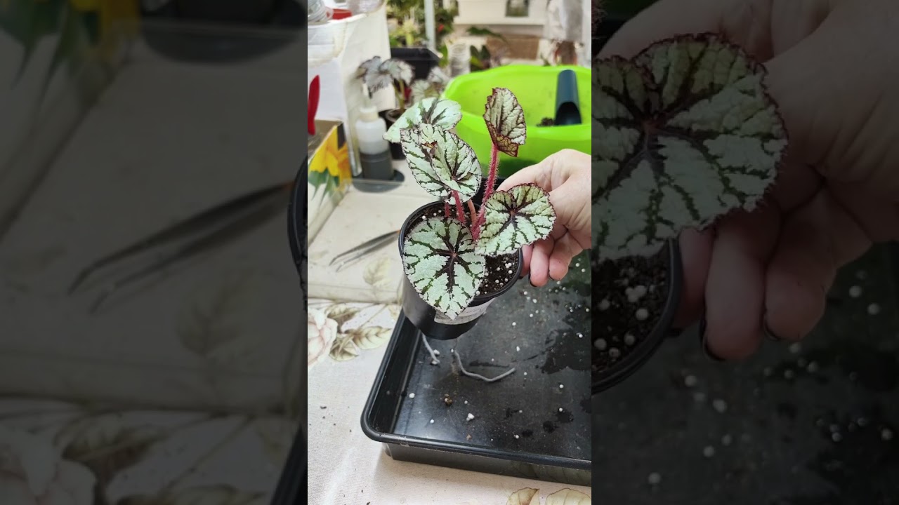 СТАВЛЮ БЕГОНИИ НА ФИТИЛЬ. Как правильно? 🍀🤔🌿#комнатныерастения #фитиль #бегонии #бегония #растения