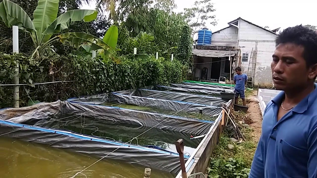 UNTUK PEMULA ukuran aman beternak lele MINIM RESIKO panen 2 minggu