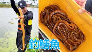 Catching eels, how much can you catch for 200 yuan in half a day