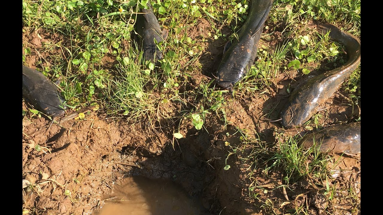 Great pit fish trap - smart man Build fish trap with mud