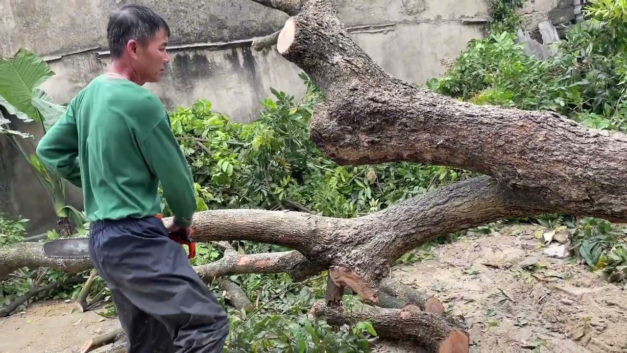 harvesting old longan trees