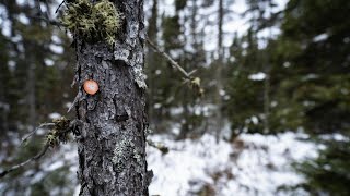 How To Scout Public Land For Deer