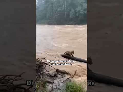 Aku menyelamatkan bayi harimau Sumatra dari banjir Sumatra #shorts