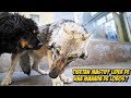 Mastin Tibetano Lider de una Manada de Lobos? | Tibetan Mastiff Leader of a Wolf Pack?
