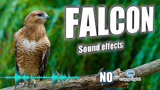 Peregrine Falcon Call Falcon Scream And Falcon Sound Effect Without Copyright