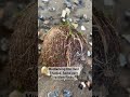 #mudlarking #treasuresearch #pokemon permits needed