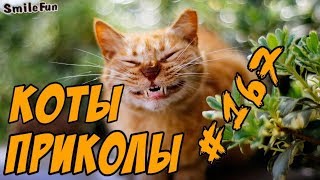 Приколы с Котами   Смешные коты и кошки 2018   ТЕСТ НА ПСИХИКУ, ПРОБУЙ НЕ СМЕЯТЬ