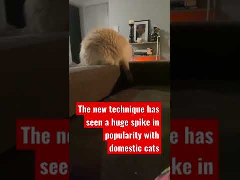 My Ragdoll Cat Invented The Parkour Tail Chasing Exercise 