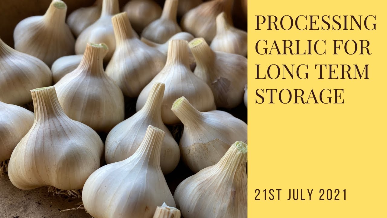 How to process garlic for long term storage YouTube