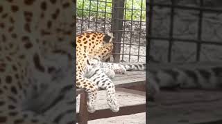 Расстояние значит так мало, когда кто-то значит так много.. #leo  #shortvideo #animal #tanzania