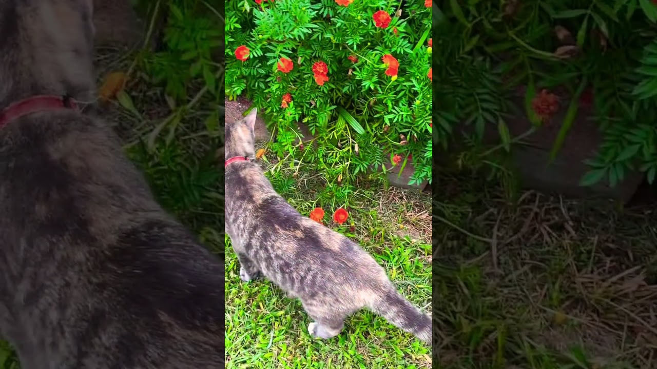 What is she looking for ❤️❤️❤️#luna#foodie #cuteanimal #cutecat #cutepet #funny #food #kitten #pets