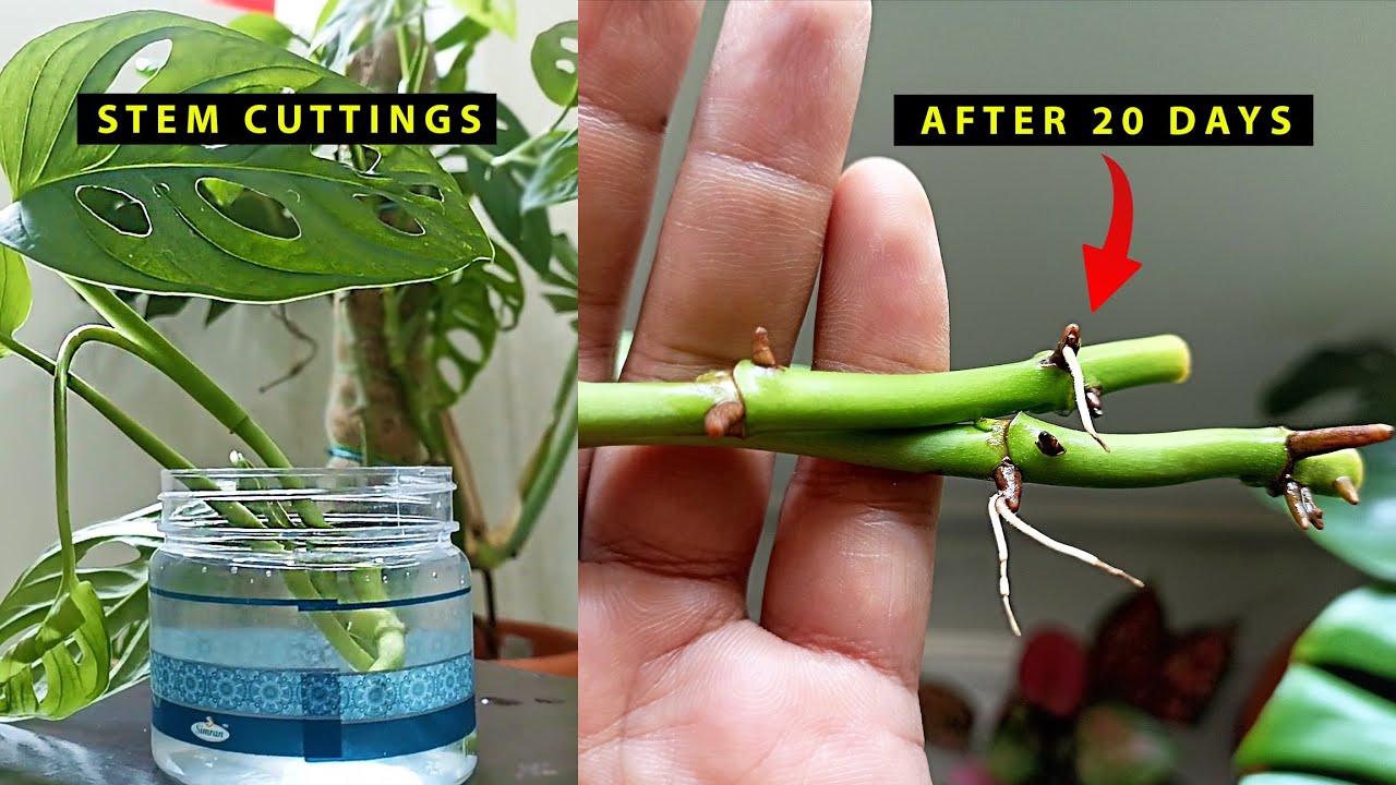 2 Easy Methods To Propagate Monstera Adansonii within 20 Days YouTube 2-easy-methods-to-propagate-monstera-adansonii-within-20-days-youtube