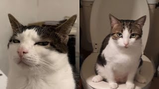 Try Not To Laugh 🤣 New Funny Cats Video 😹 - Fails of the Week Part 14