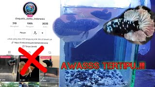 Beli ikan cupang avatar cooper di live tiktok