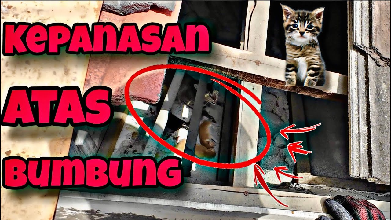 💢KESIAN MAK DAN ANAK KUCING TERPERANGKAP ATAS BUMBUNG 😭- KHIDMAT KHAS KUCING