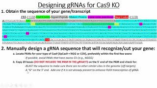 Designing gRNA Oligos to Clone into Cas9 Expression Plasmids for KO Experiments