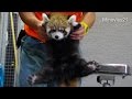 よちよち冒険レッサーパンダの赤ちゃん~Red Panda Baby walk