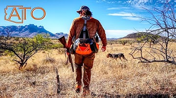 Scale Quail Hunting with Wirehaired Pointing Griffon