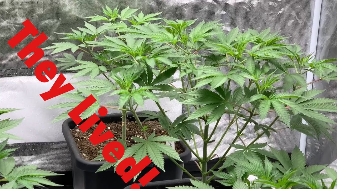 Viparspectra XS 4000 LED Grow Light: Flip to 