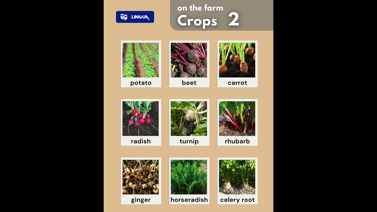 English Vocab: Crops 2