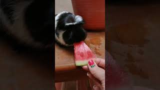 CUYO, COBAYA, COME SANDIA POR PRIMERA VEZ! 🤫🍉😄