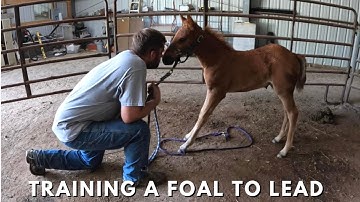 Training A Foal To Lead - The First Lesson