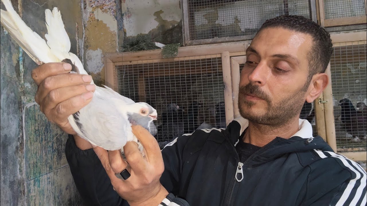 عرض الكنافه 🎁بالقشطه مجموعه حمام زواجل وبلدى وشقلباظ ومورسلات عند ابو ذياد للتواصل 01201789034