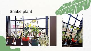 Plantation and Adoption of a plant (module 1 - Social Connect and responsibility subject) screenshot 5