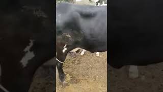 Egua Mamando Na Vaca