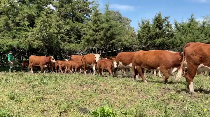 Cows calves