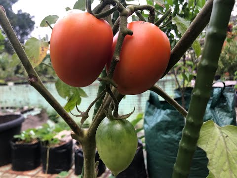 Video: Sunscald Pada Tomat - Temukan Penyebab Sunscald Pada Tanaman Tomat
