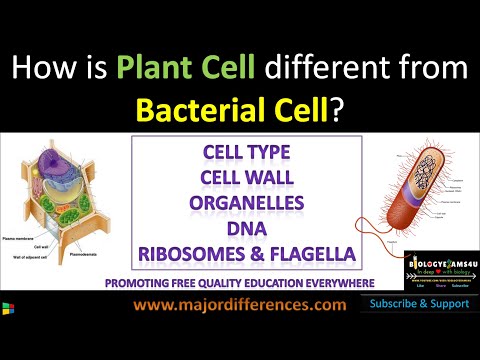 Difference between Plant Cell and Bacterial Cell in 5 minutes|| Biologyexams4u||