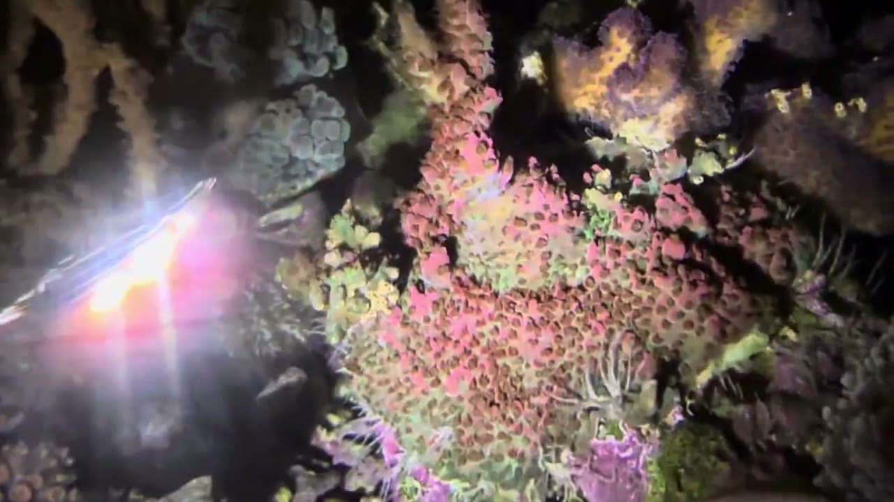 Coral-Boring Spionid Worms