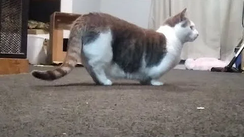 Video 3457101: munchkincat munchkins, munchkincats cute cat, cute little munchkin cat, cat munchkincat fetch, cute munchkin cat playing, cute cat chased